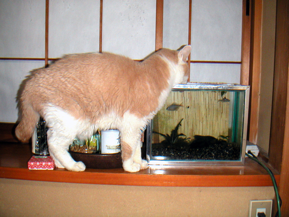 d0031355_04108.jpg