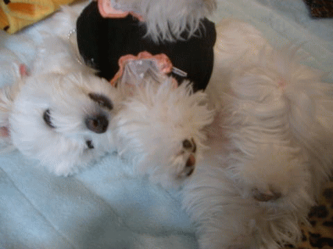 d0000559_0533651.gif