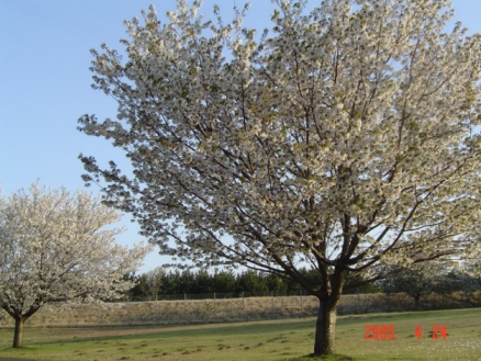 b0024266_0451658.jpg