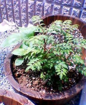 c0027666_13185256.jpg