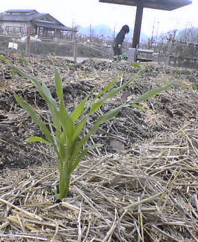 本日、苗を植えたのだ～！！_b0052471_022453.jpg