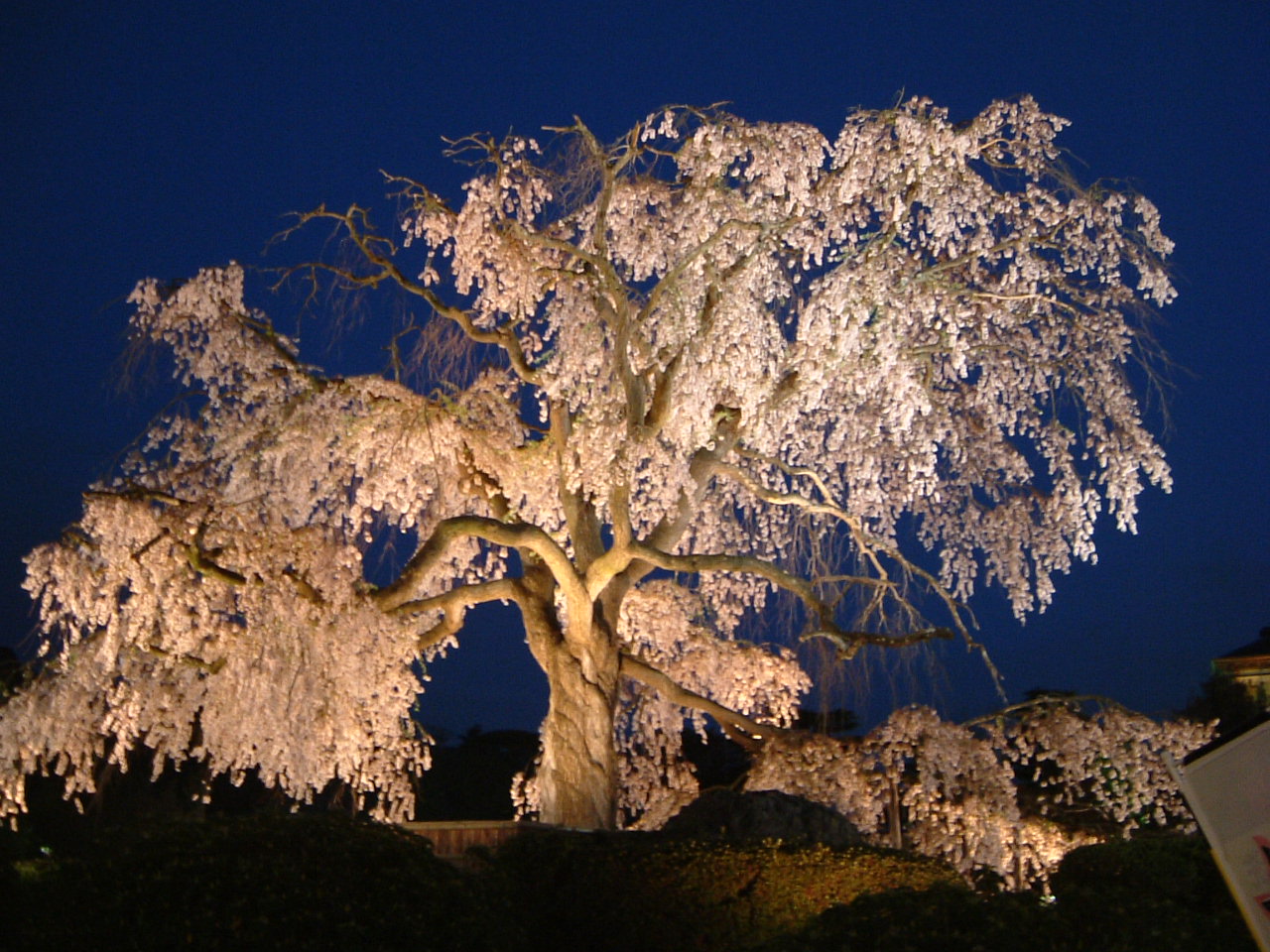 円山公園のしだれ桜 鴨川左岸日乗