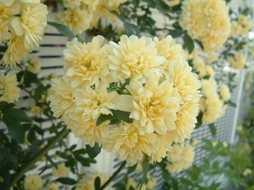モッコウバラ_d0000304_27798.jpg
