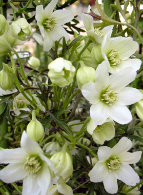 a0001354_22302572.jpg