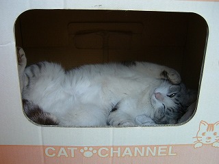 CAT CHANNEL_b0059860_2126679.jpg