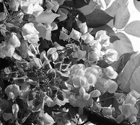 華・・・二題_b0057679_8463830.jpg
