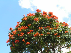 African Tulip Tree　アフリカン・チューリップ・ツリー_d0032693_2183425.jpg