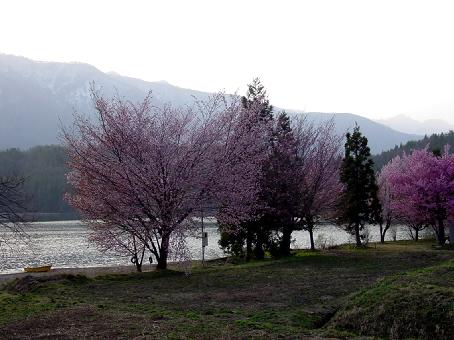 明日は花見を！湖に大山桜。_c0002943_18344920.jpg