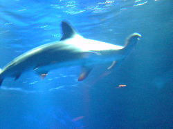 心躍る水族館_c0067646_20501368.jpg