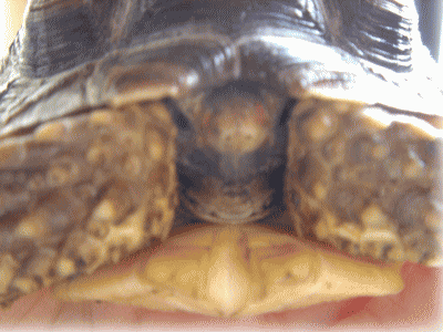 b0055276_0585190.gif