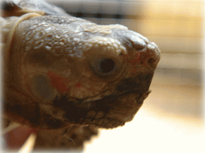 b0055276_059092.gif