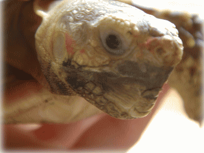 b0055276_059824.gif