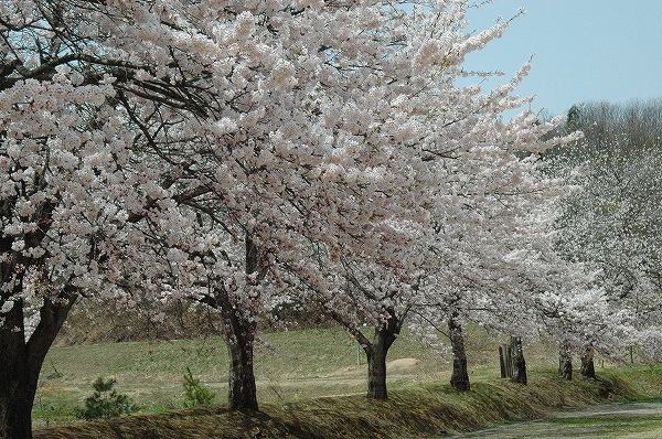 2005～桜～_a0037810_12454123.jpg