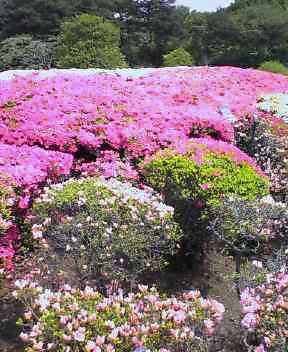 d0000324_13132039.jpg