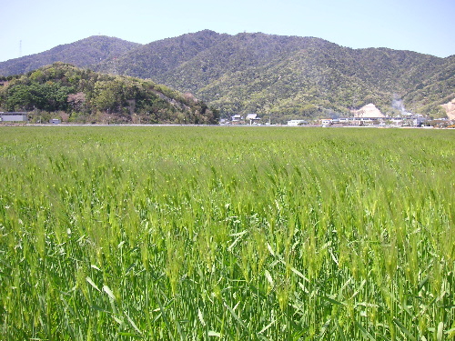 麦の秋_c0048132_11305840.jpg