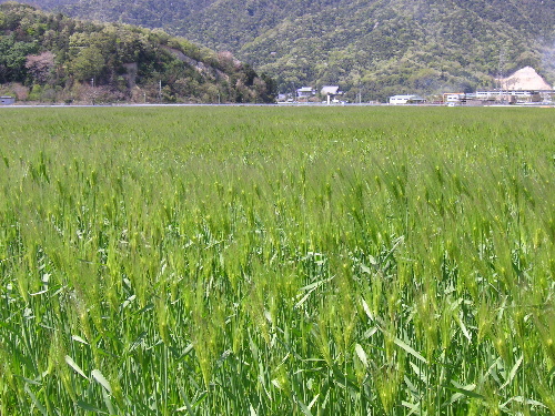 麦の秋_c0048132_11312366.jpg