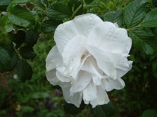 植物に恵みの雨降りに・・・。_c0020653_17535285.jpg