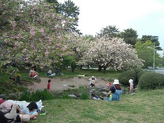 御所の御衣黄桜_c0035169_293352.jpg