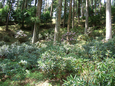 b0030123_1913528.gif