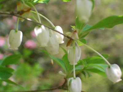 b0030123_1922416.gif