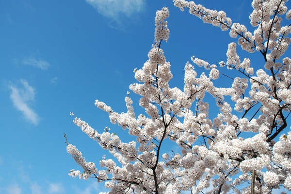 近所の桜_b0001127_10345276.jpg