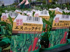 ホームセンターで野菜苗購入_b0054727_161360.jpg