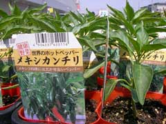 ホームセンターで野菜苗購入_b0054727_165342.jpg