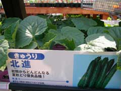 ホームセンターで野菜苗購入_b0054727_171561.jpg