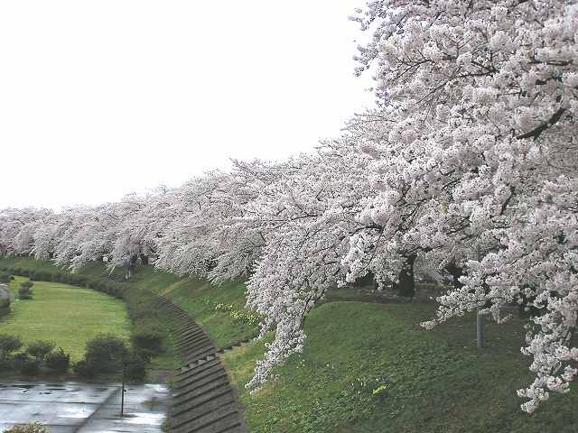 角館の桜_d0004728_10452428.jpg