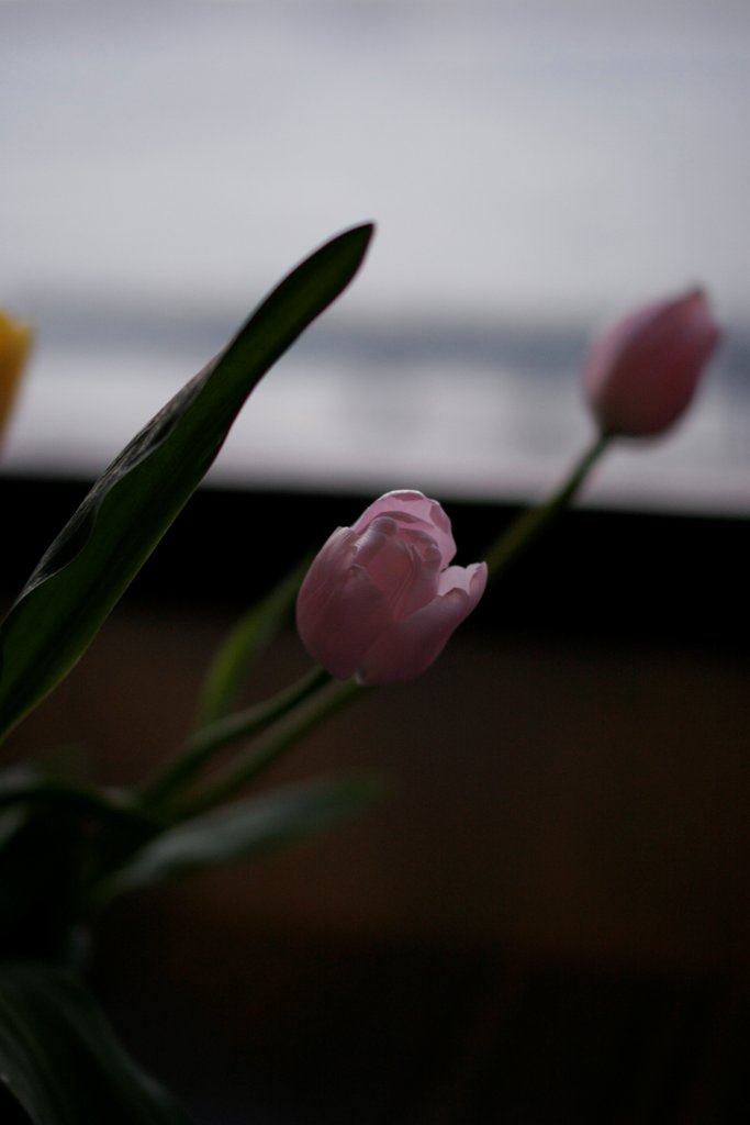 d0001745_5204060.jpg