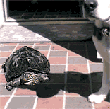 b0005652_13134640.gif