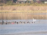 ガバ沼＆多々良沼で白鳥見物_b0004675_2225403.jpg