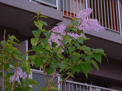 b0039295_17585611.jpg