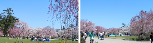 弘前さくらまつり・1　お城は桜でいっぱい_a0015106_415734.jpg