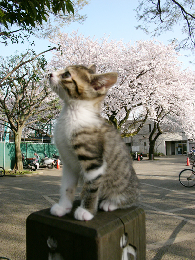 春に君はやって来た_d0019226_2211456.jpg