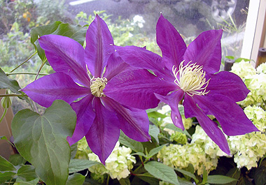 a0001354_21235885.jpg
