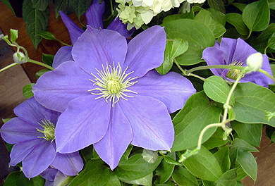 a0001354_21265888.jpg