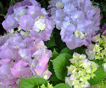 a0001354_23221151.jpg