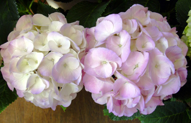 a0001354_2323429.jpg