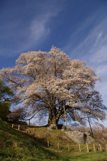 016　越代の桜　ゆい作_c0034074_957012.jpg