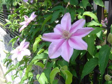 a0004180_119165.jpg
