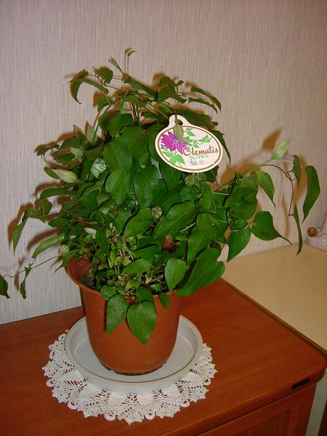 c0015589_16214418.jpg