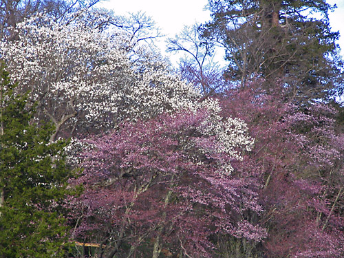 会津高原　山桜　いよいよ見頃に・・・。_c0048494_14556.jpg