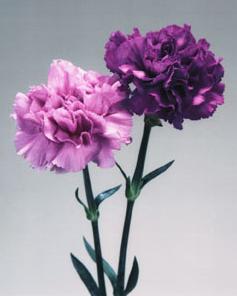 Dianthus caryophyllus_a0031804_3301216.jpg