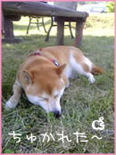 c0060620_1451112.jpg