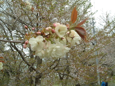 b0067569_18451799.jpg