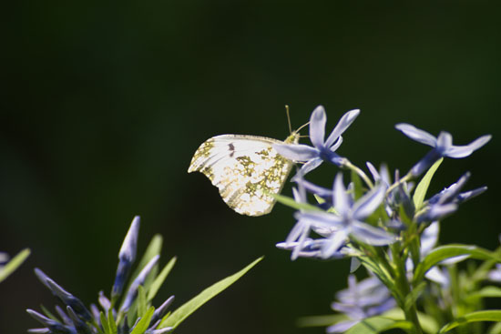 c0054876_661743.jpg