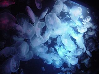 c0057781_834127.jpg