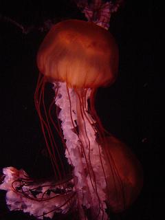 c0057781_8541274.jpg