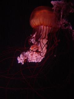 c0057781_8542224.jpg